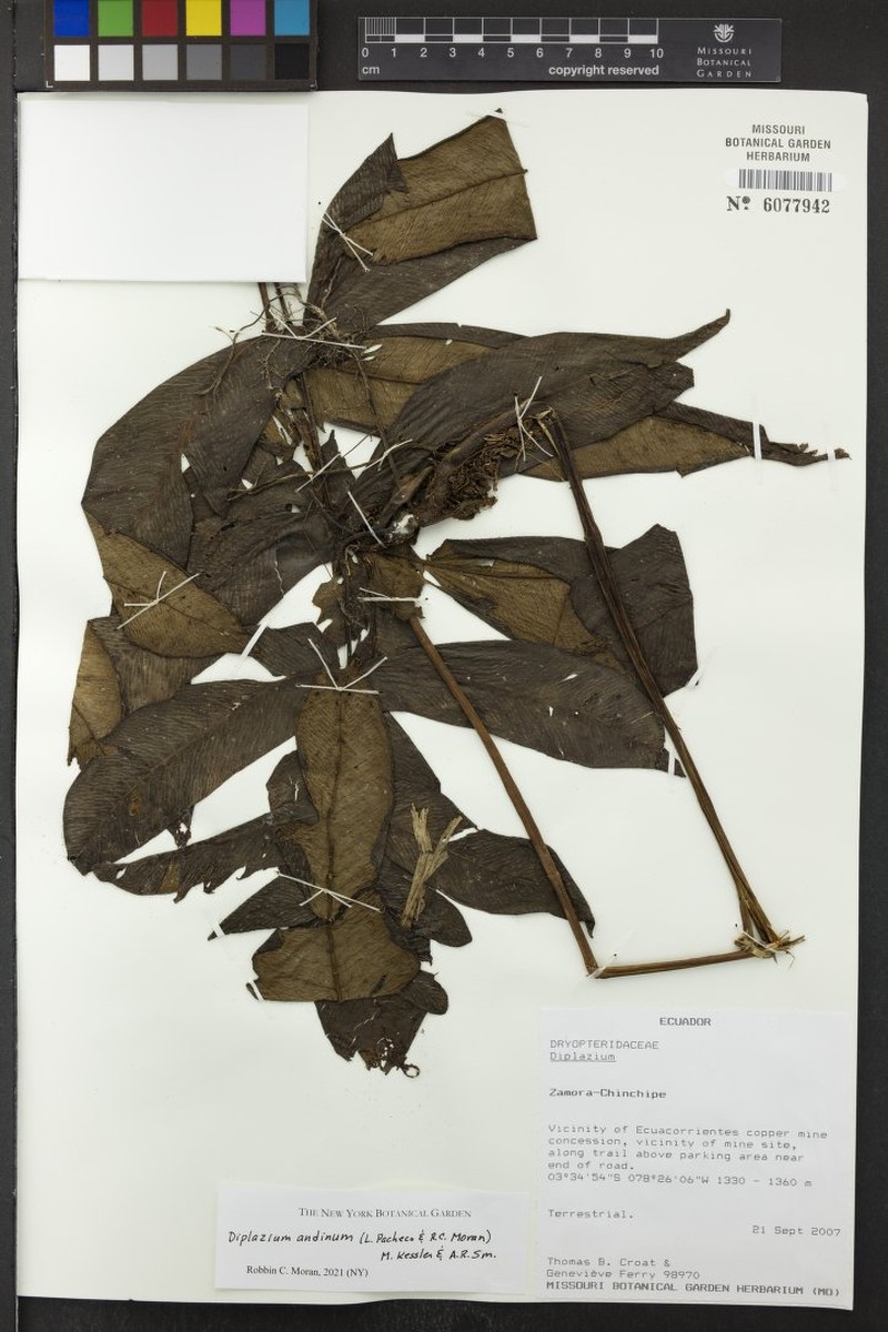 Diplazium andinum