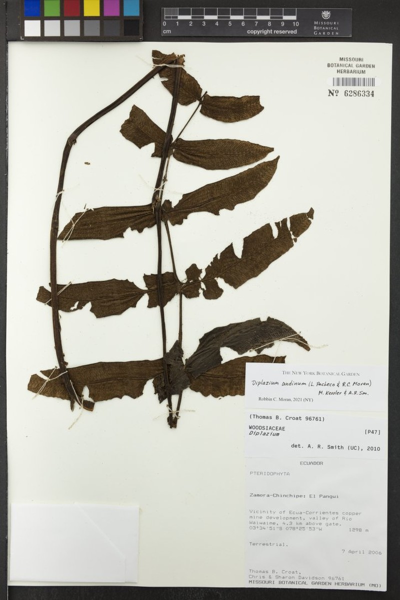 Diplazium andinum photo 2