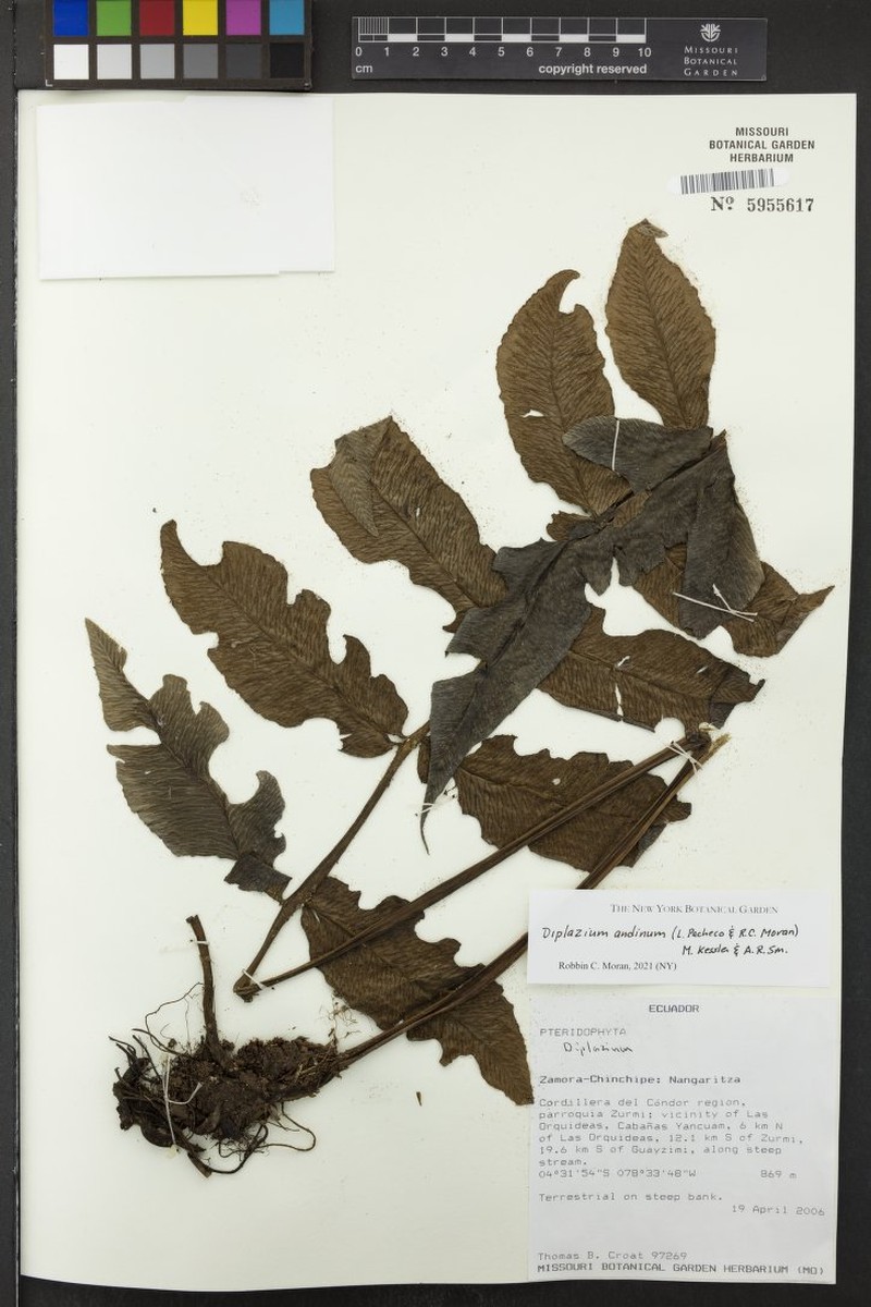 Diplazium andinum photo 3