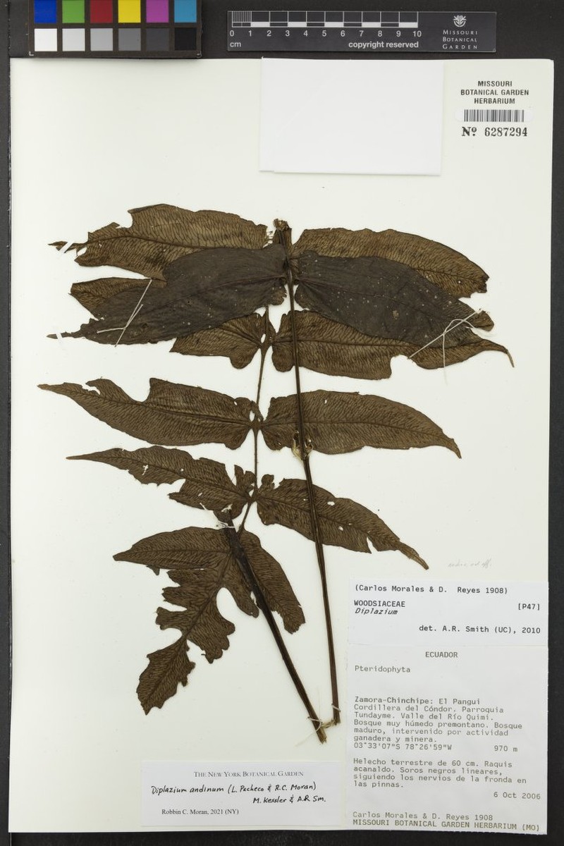 Diplazium andinum photo 4
