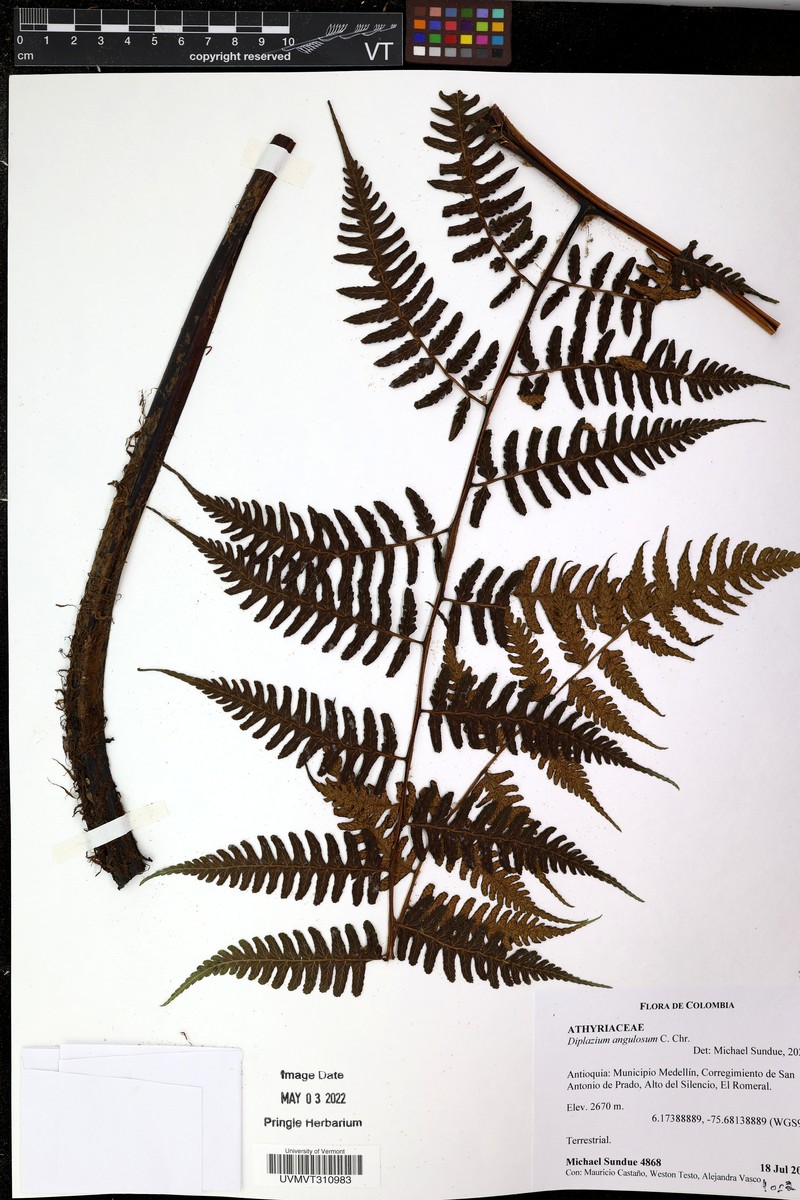 Diplazium angulosum