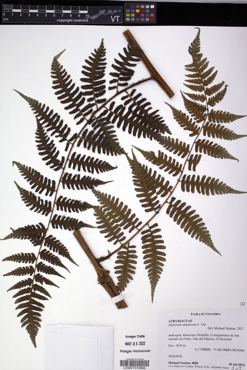 Diplazium angulosum photo 2