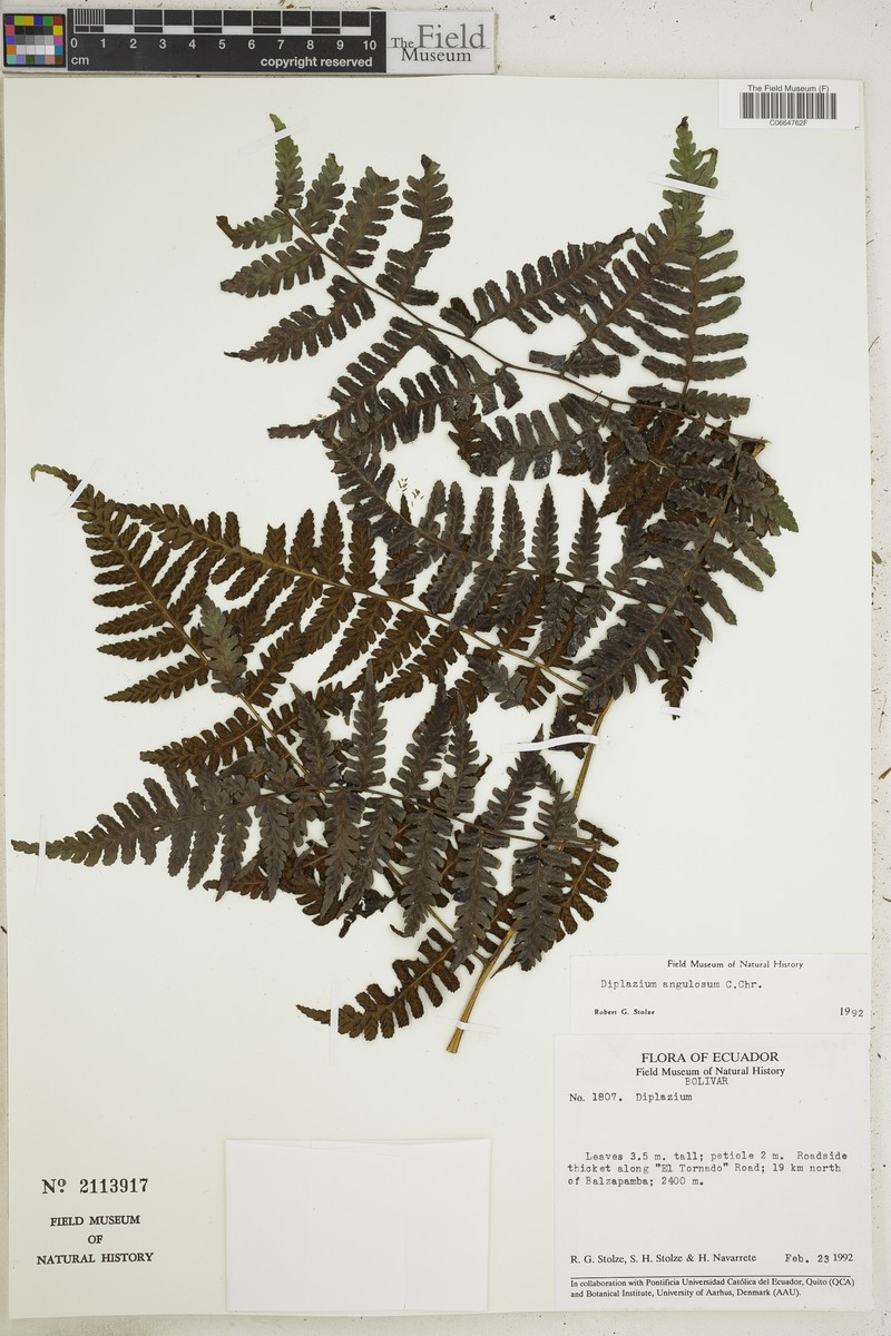 Diplazium angulosum photo 3