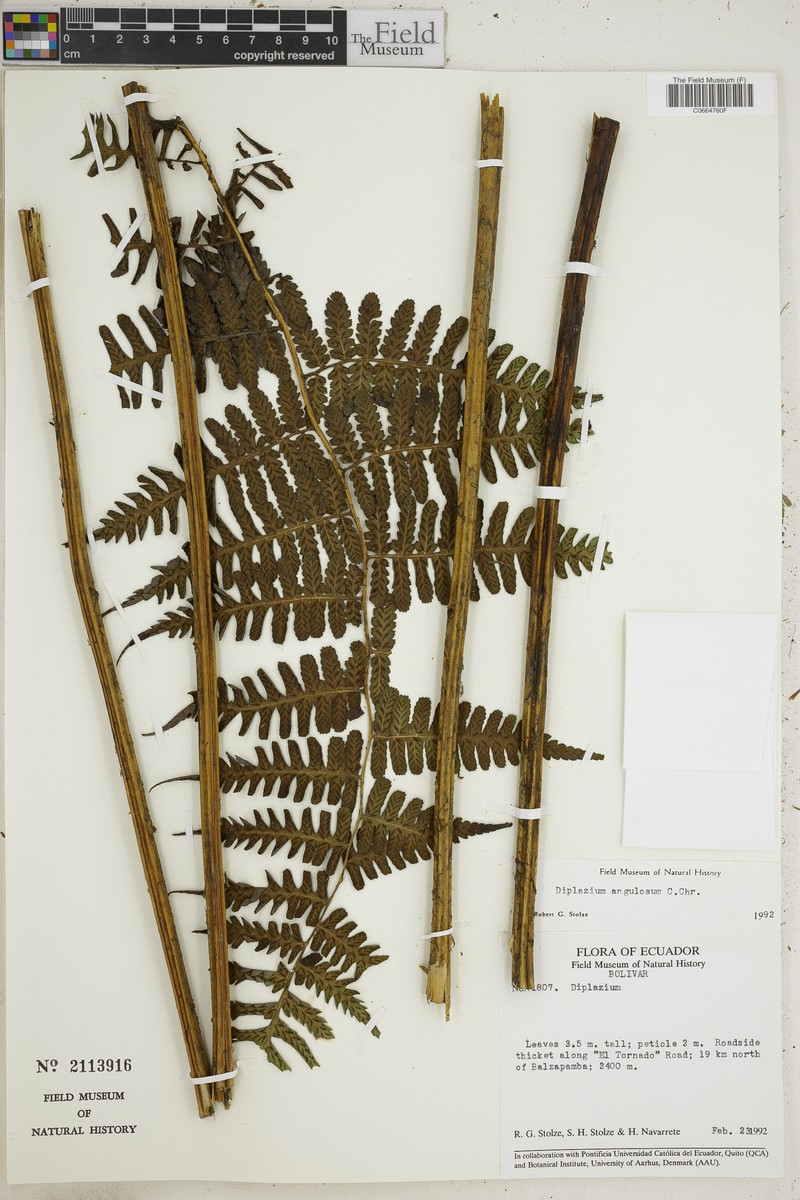 Diplazium angulosum photo 4