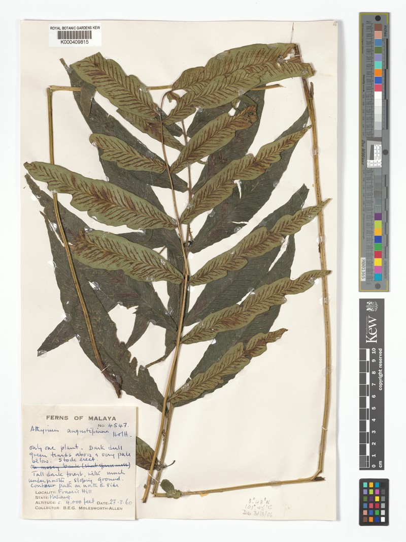 Diplazium angustipinna