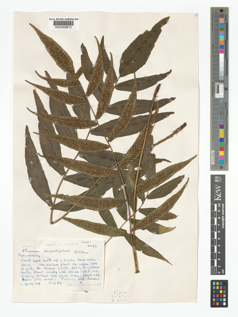 Diplazium angustipinna photo 2