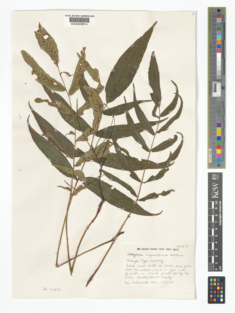 Diplazium angustipinna photo 3