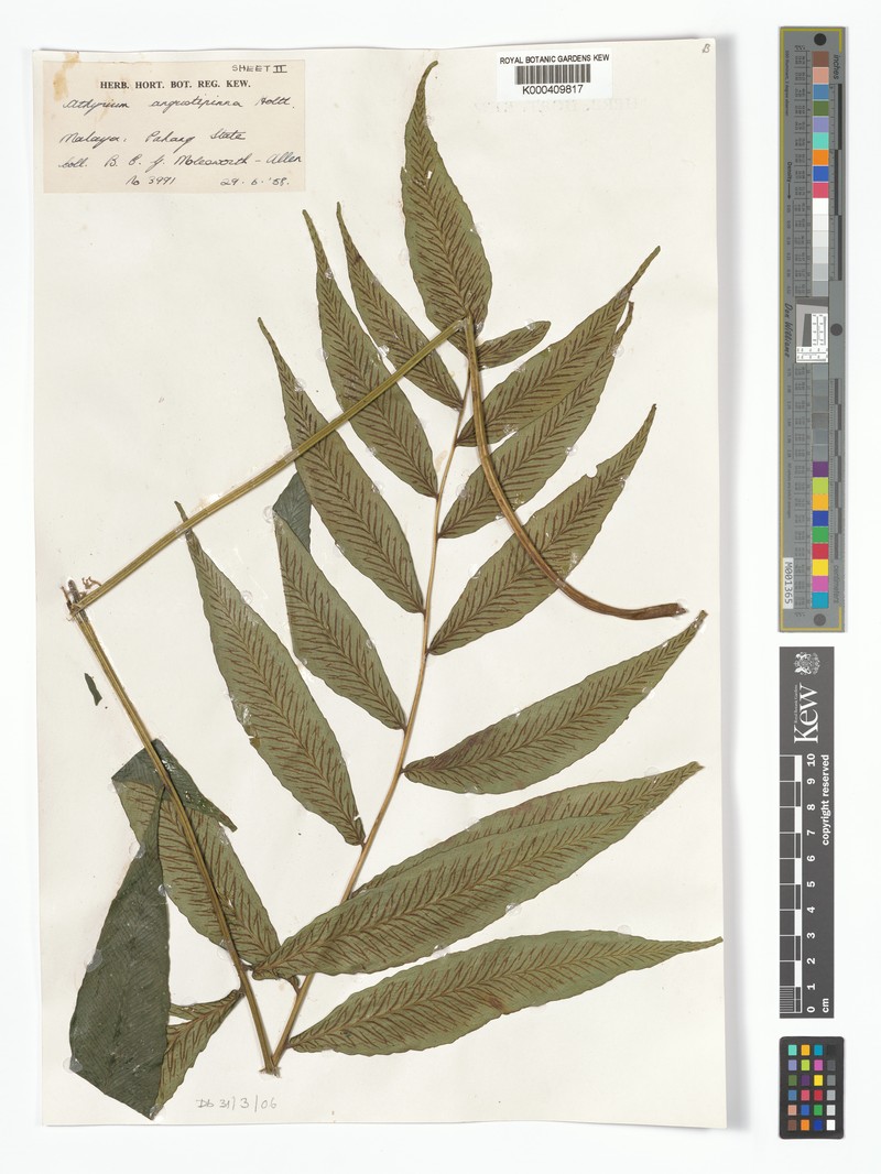 Diplazium angustipinna photo 4