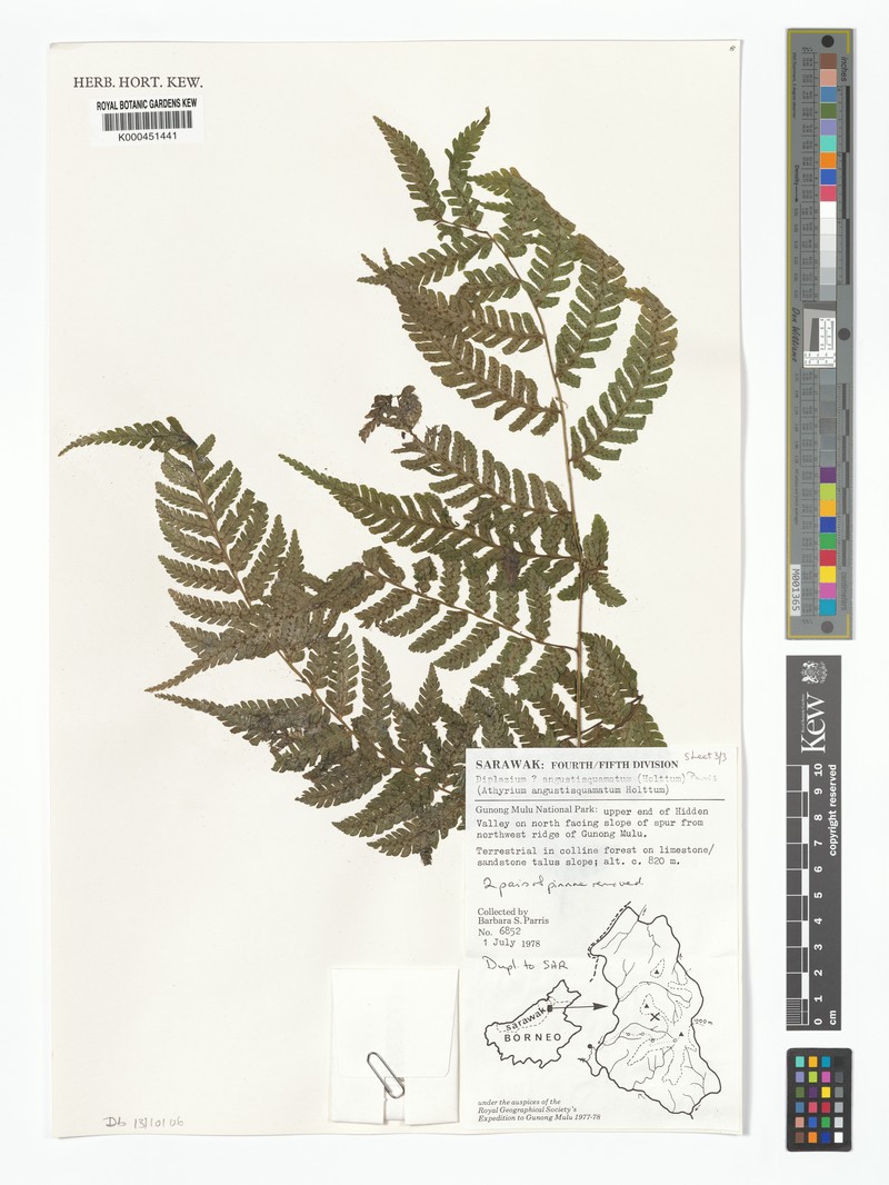 Diplazium angustisquamatum