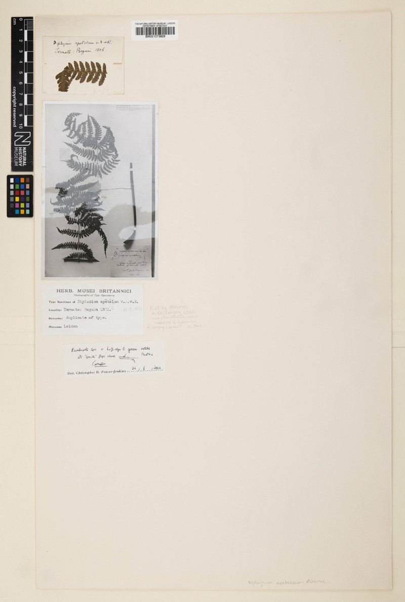 Diplazium apatelium