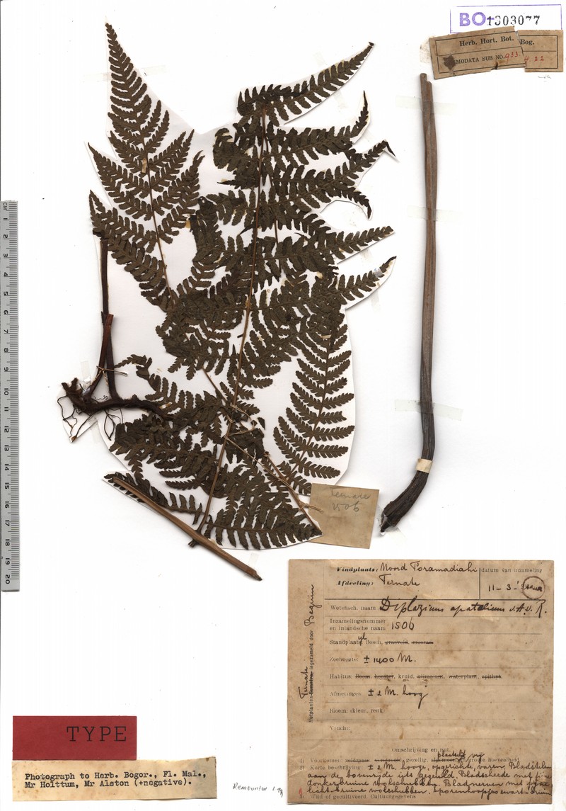 Diplazium apatelium photo 2