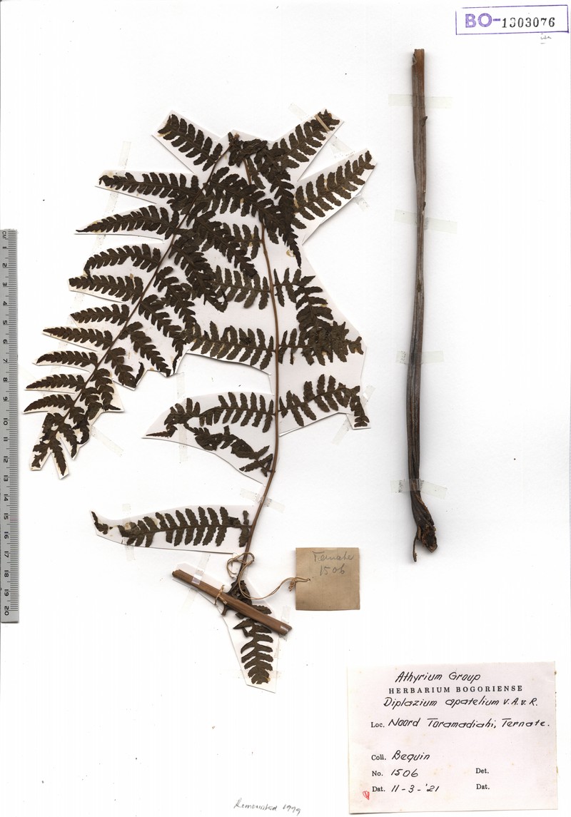 Diplazium apatelium photo 3