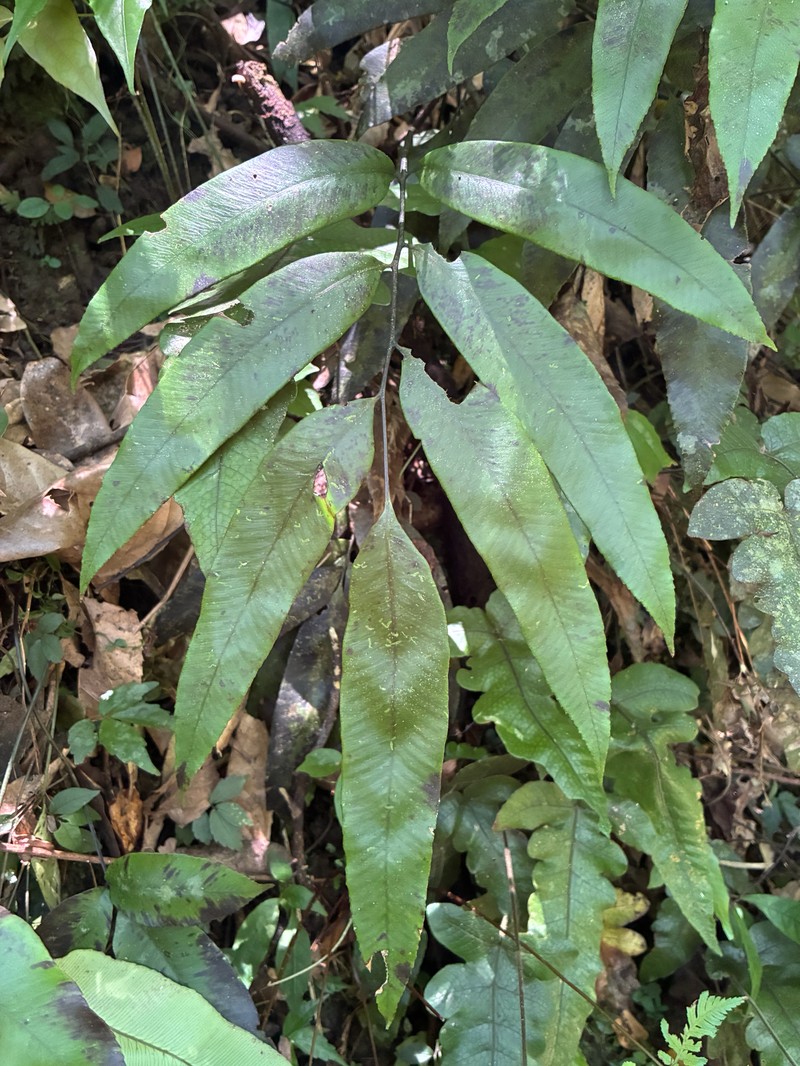 Diplazium aphanoneuron
