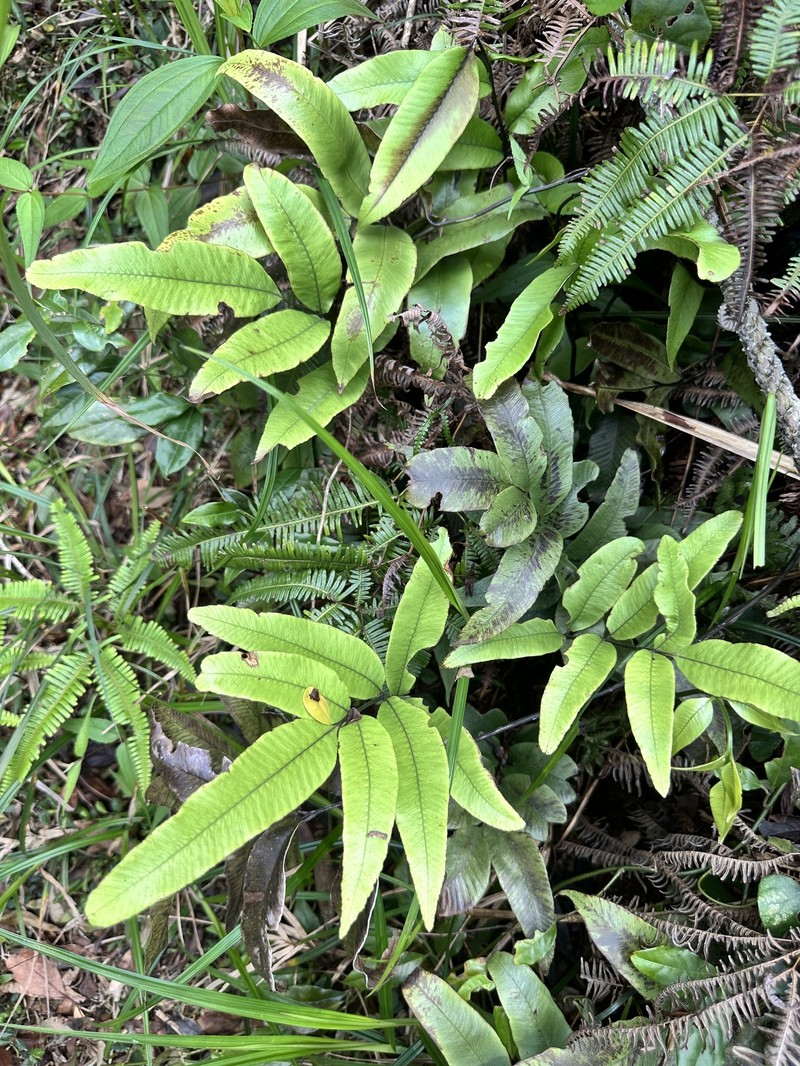 Diplazium aphanoneuron photo 3