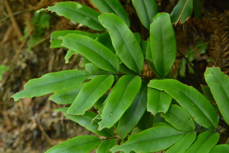 Diplazium aphanoneuron photo 4