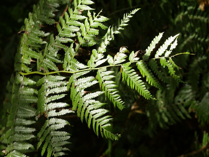 Diplazium arborescens