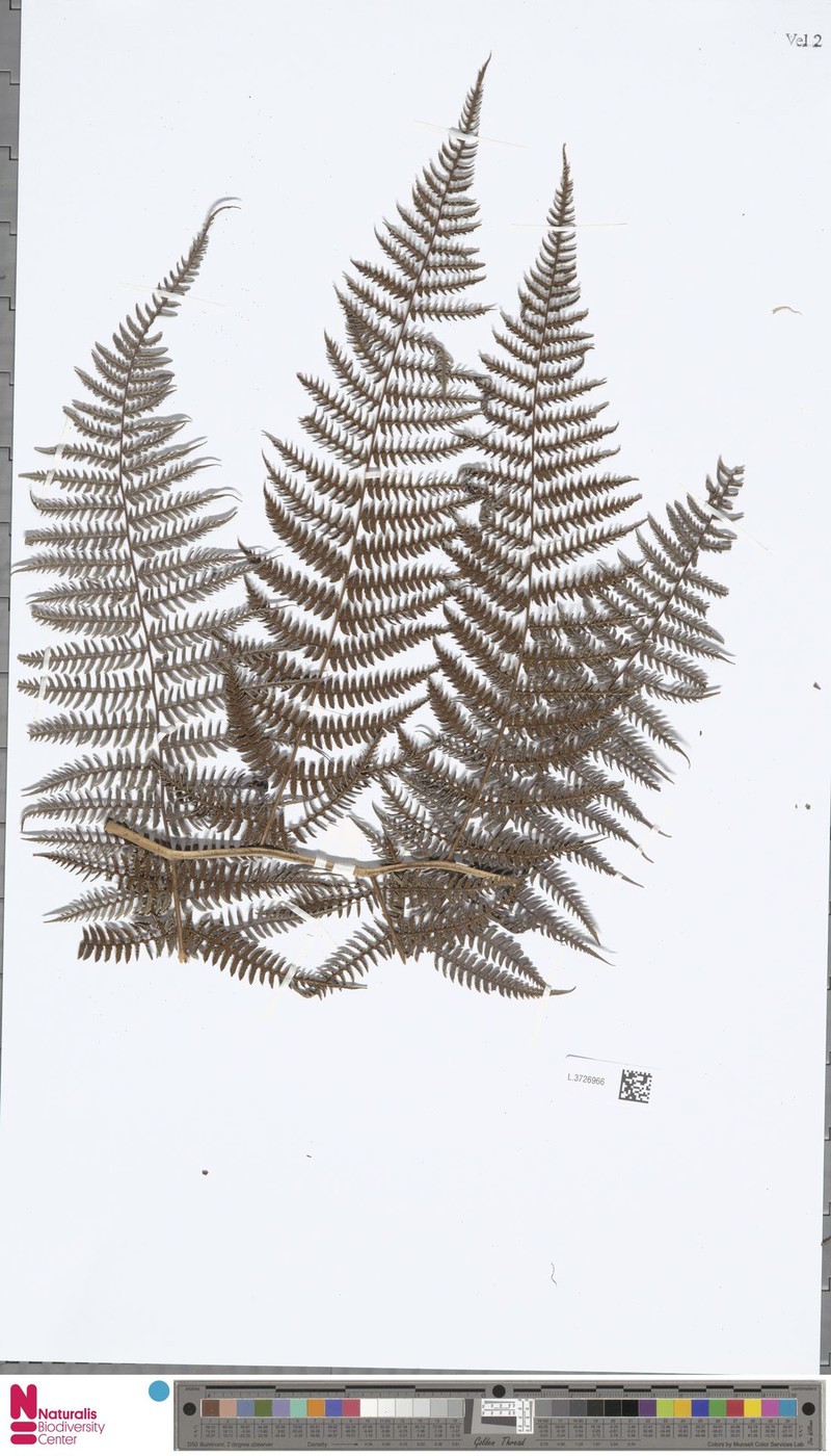 Diplazium armatum