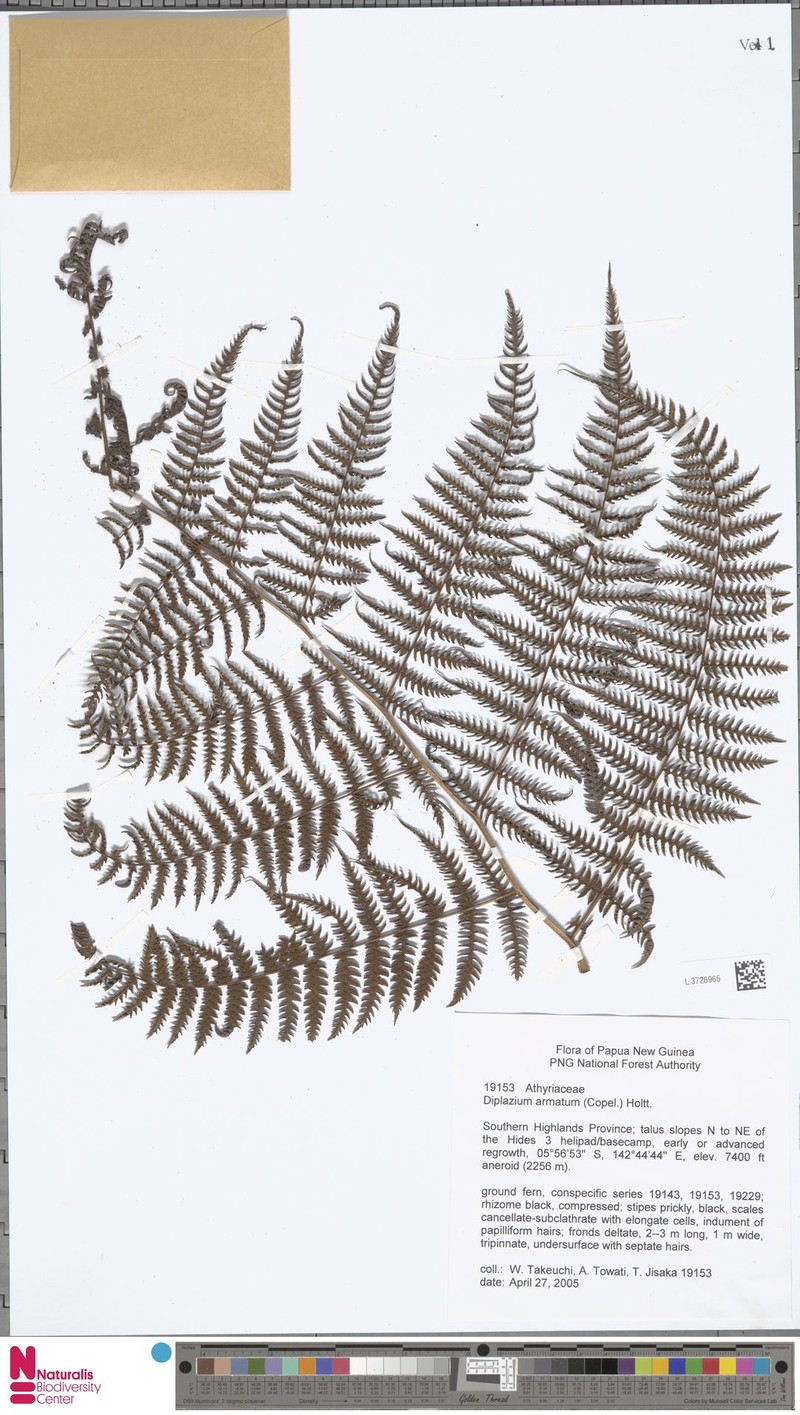 Diplazium armatum photo 2
