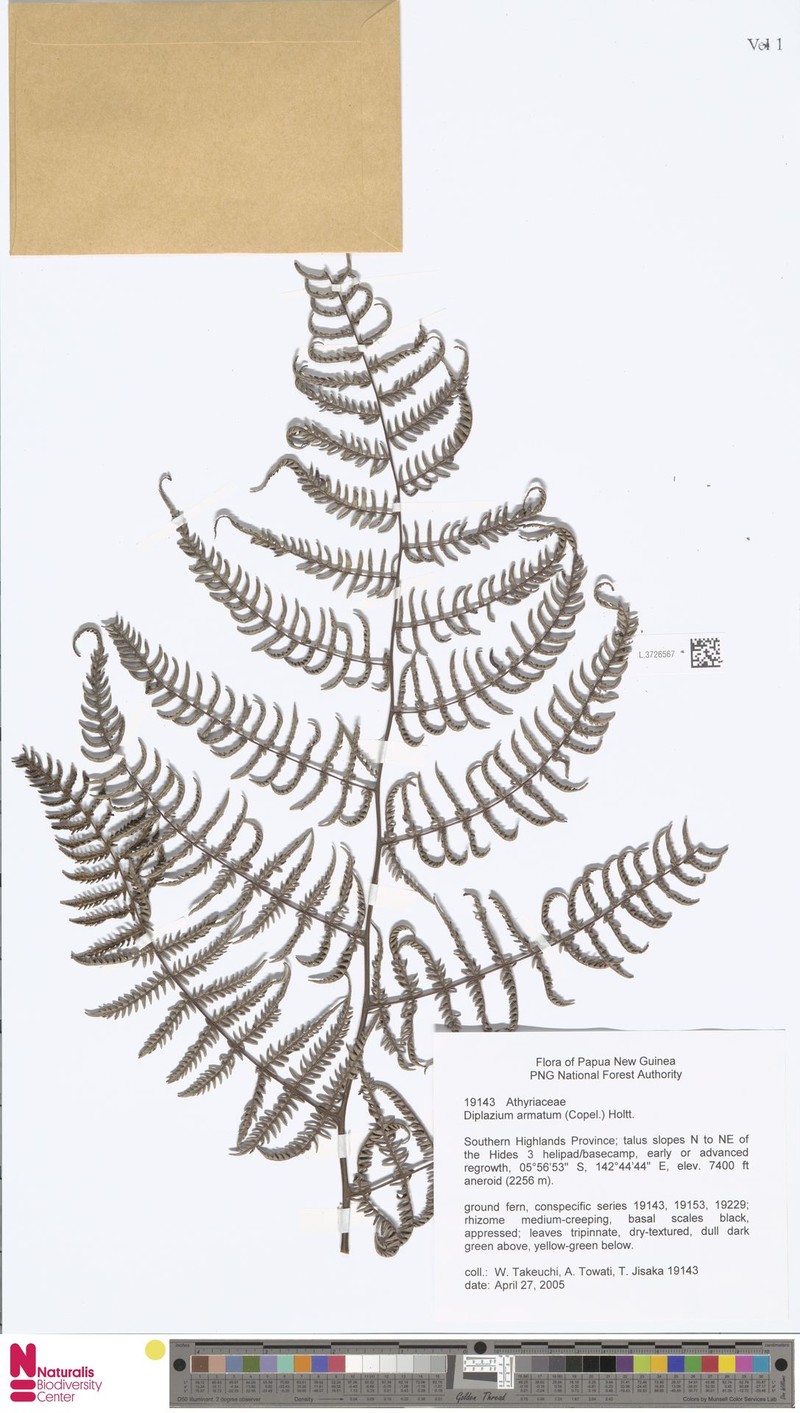 Diplazium armatum photo 3