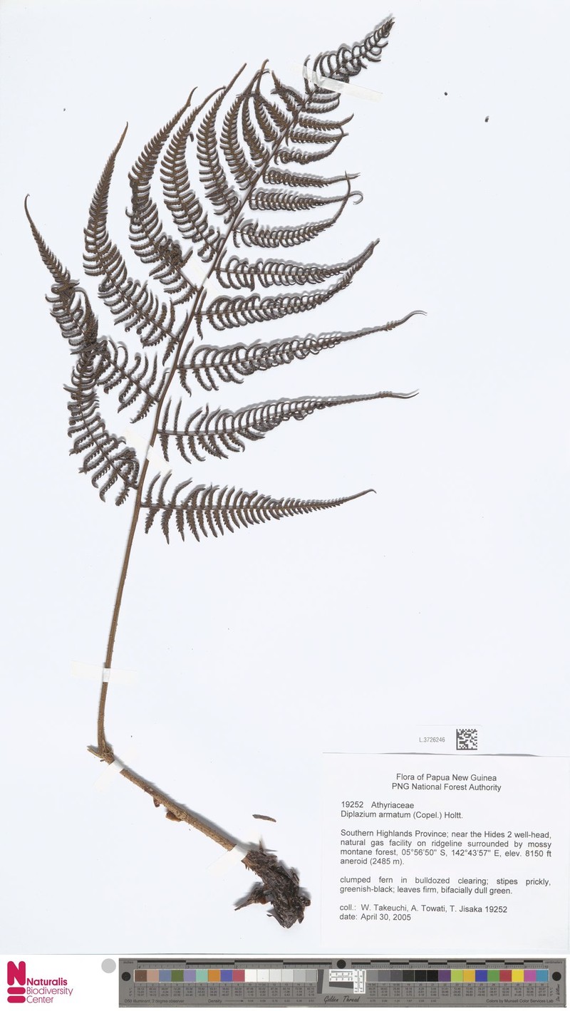 Diplazium armatum photo 4