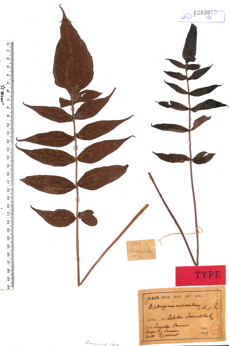 Diplazium asperulum