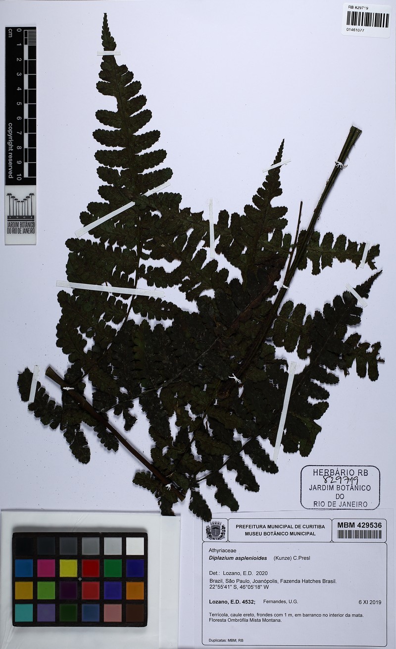 Diplazium asplenioides