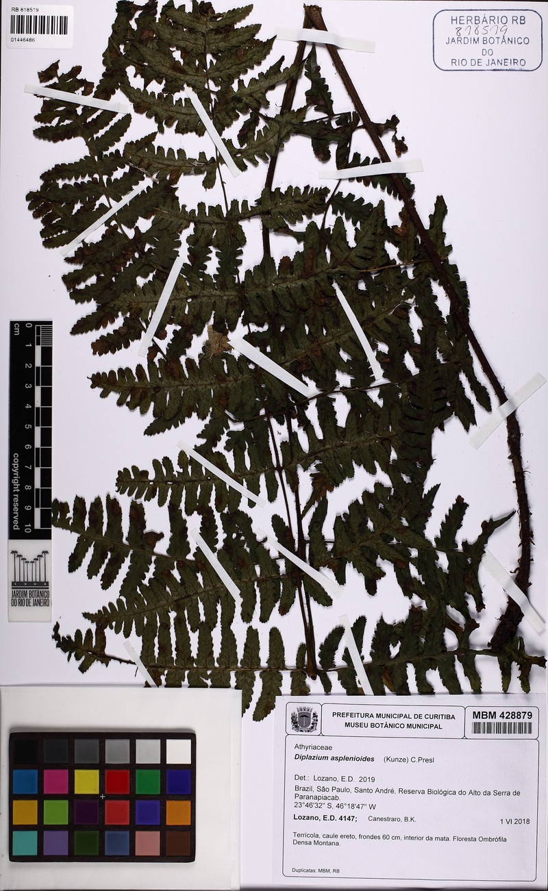 Diplazium asplenioides photo 2