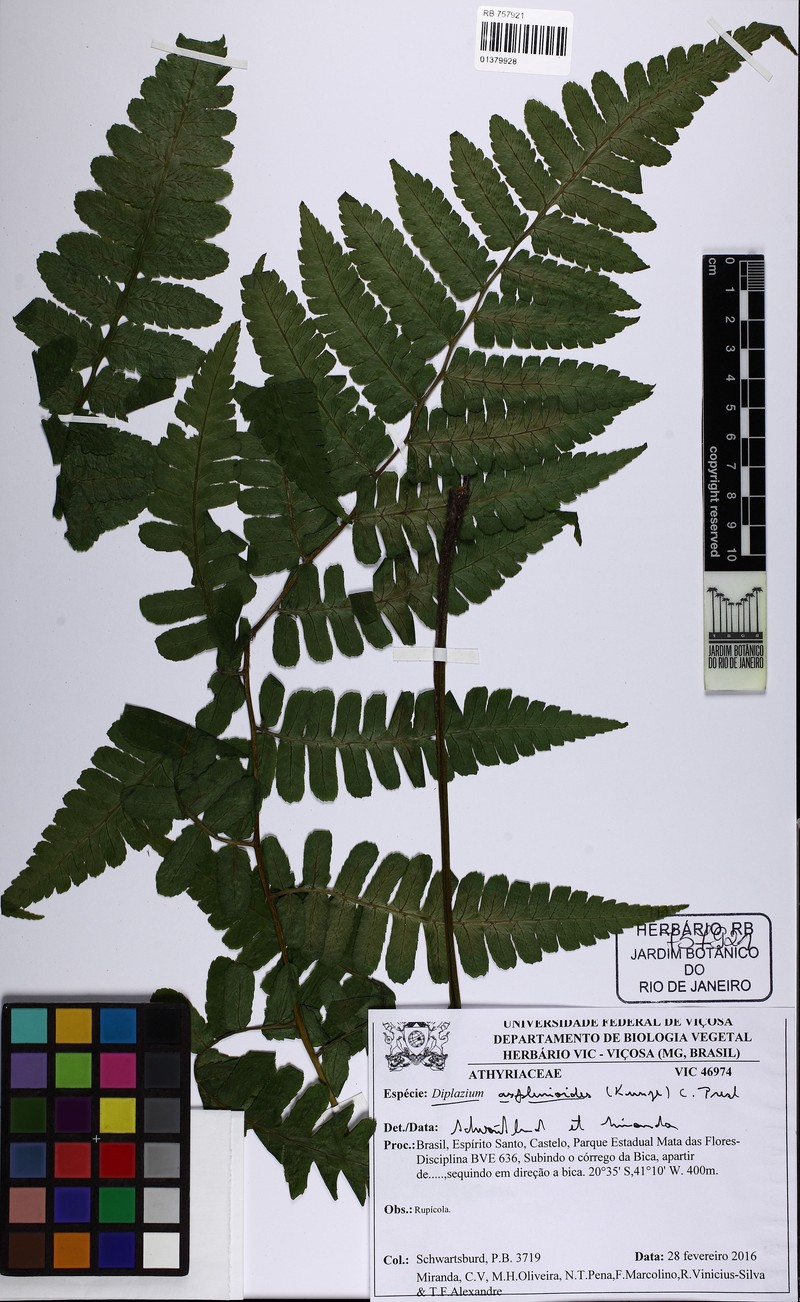 Diplazium asplenioides photo 3