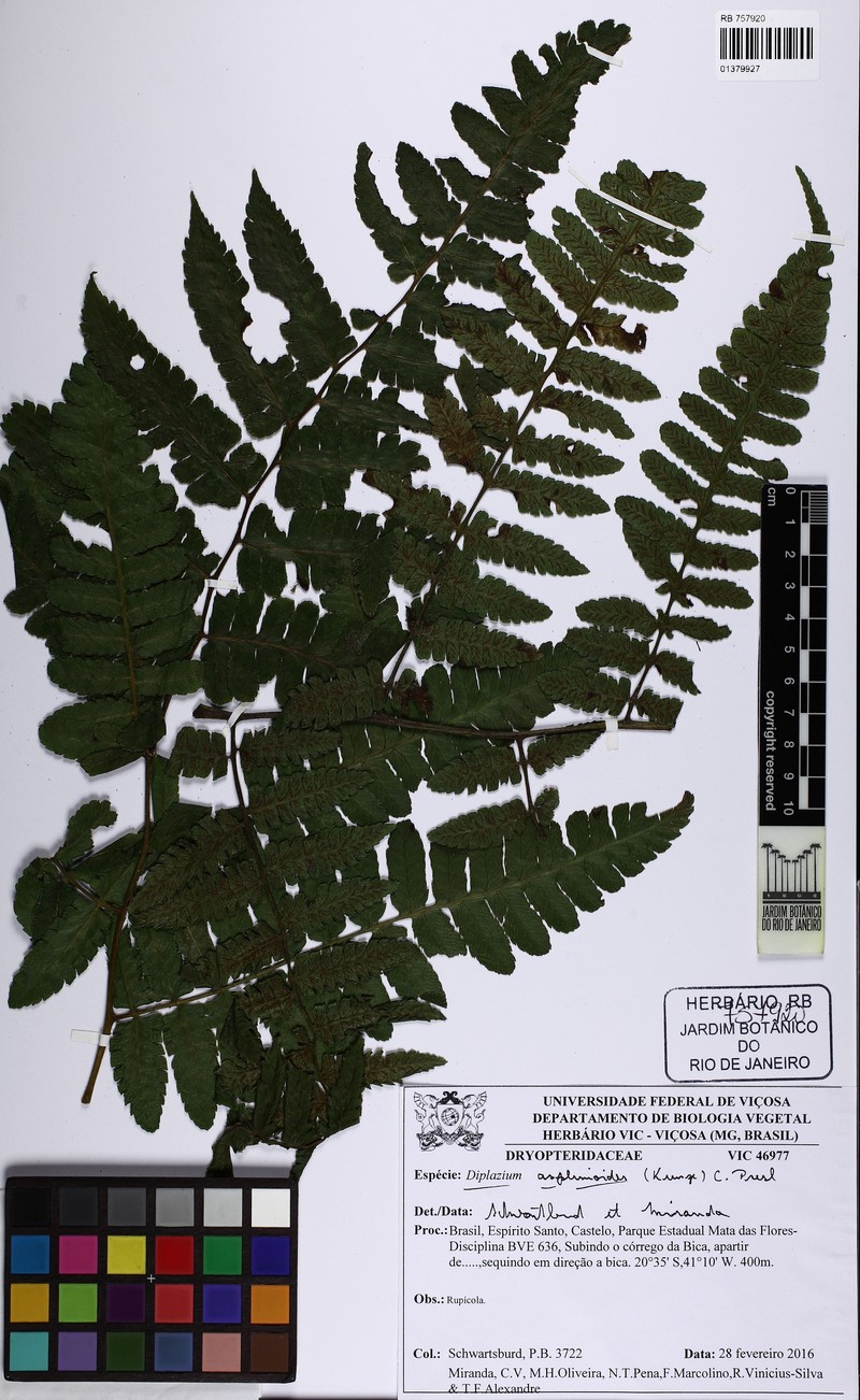 Diplazium asplenioides photo 4