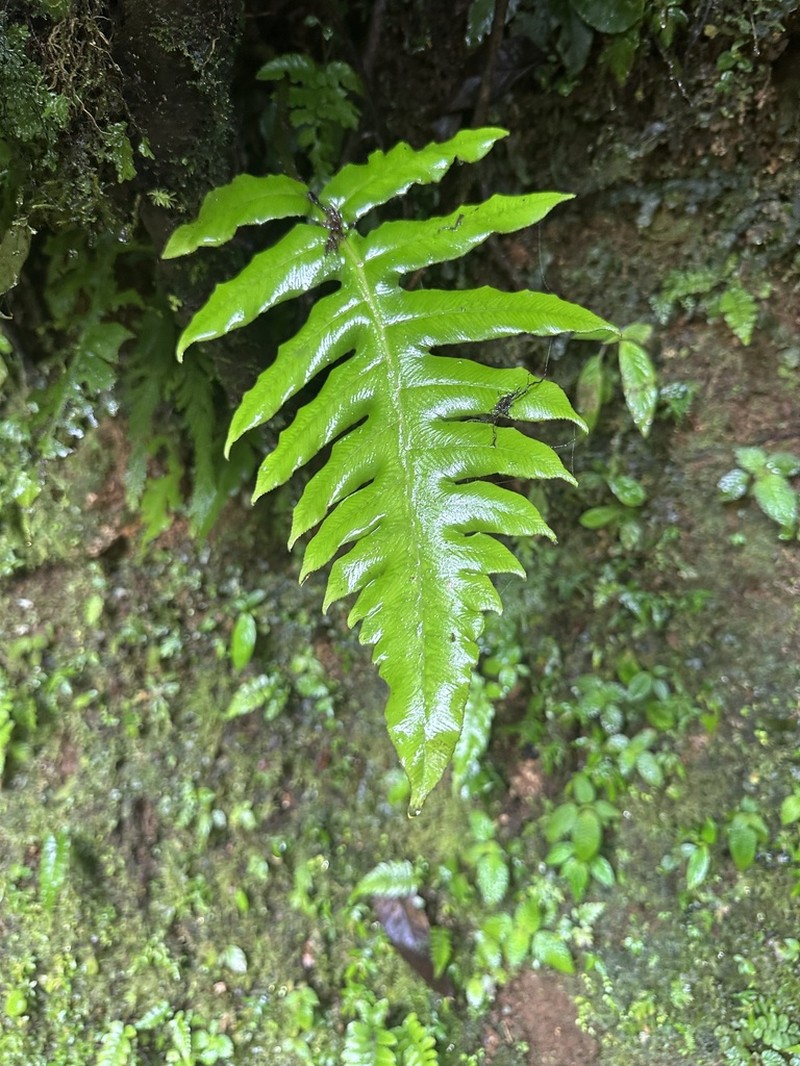 Diplazium atirrense