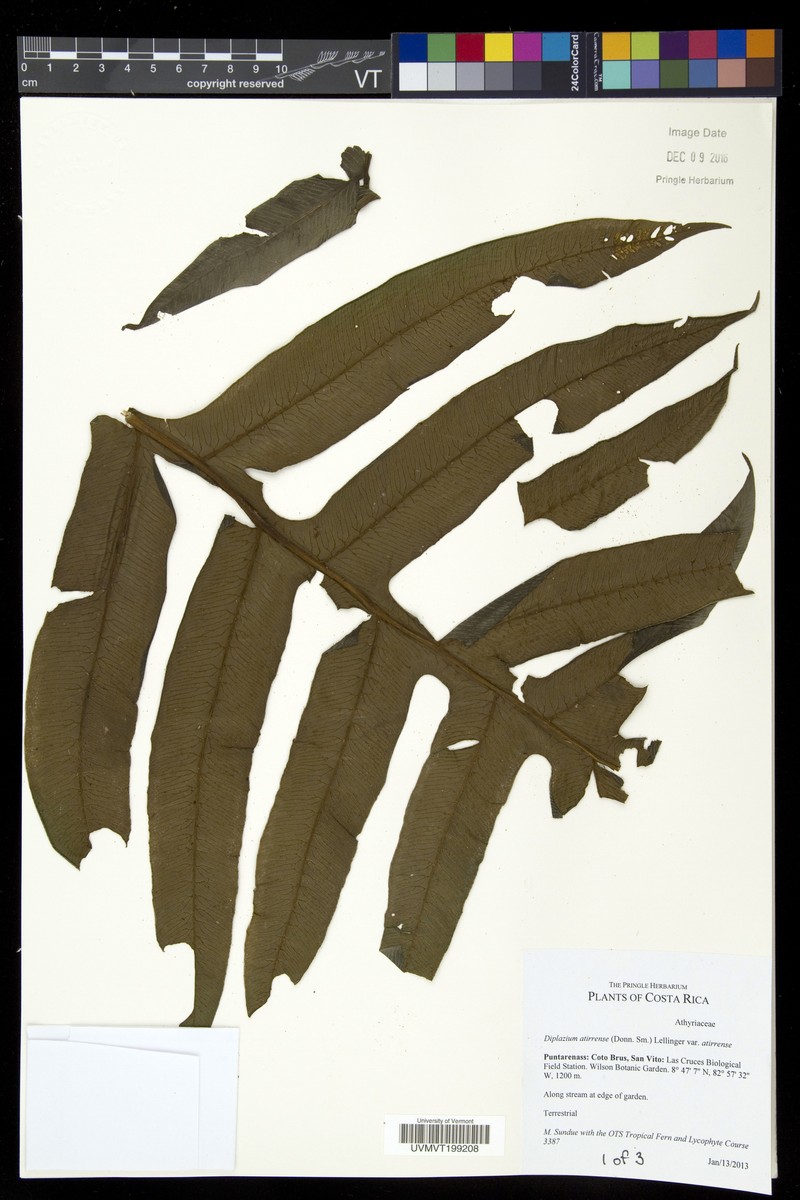 Diplazium atirrense var. atirrense