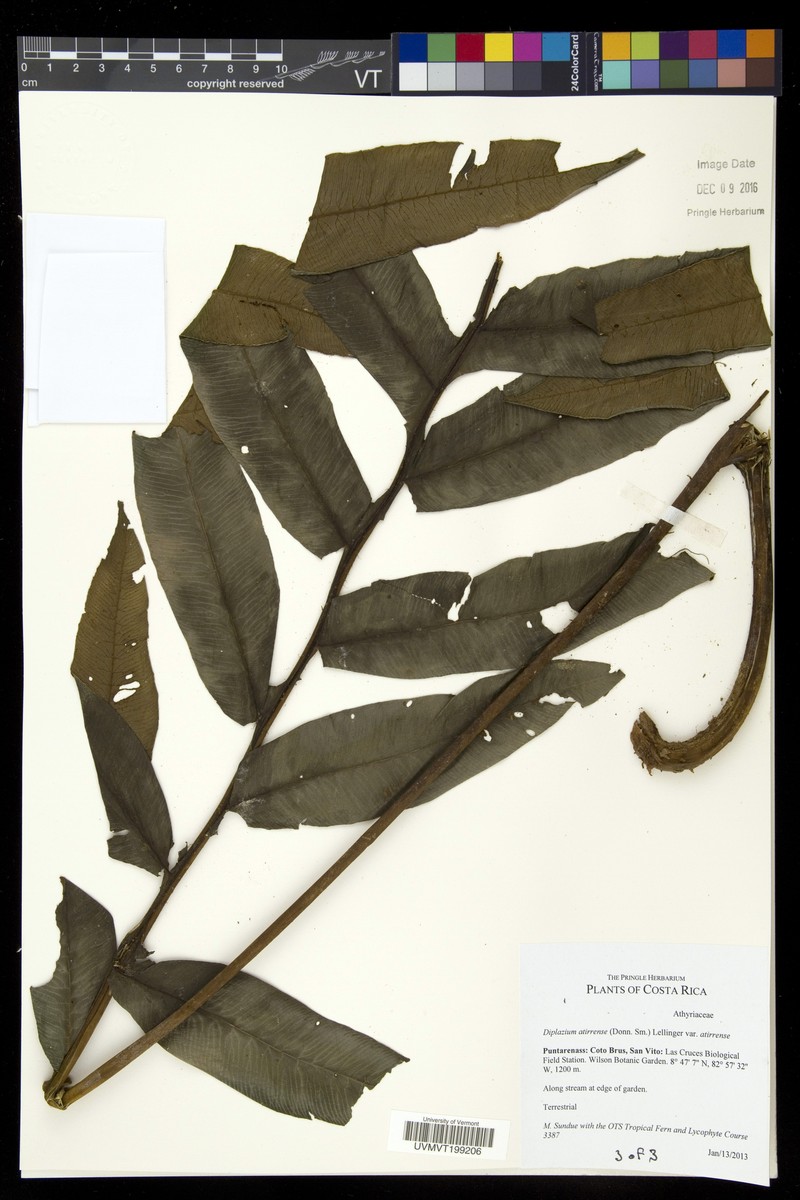 Diplazium atirrense var. atirrense photo 2