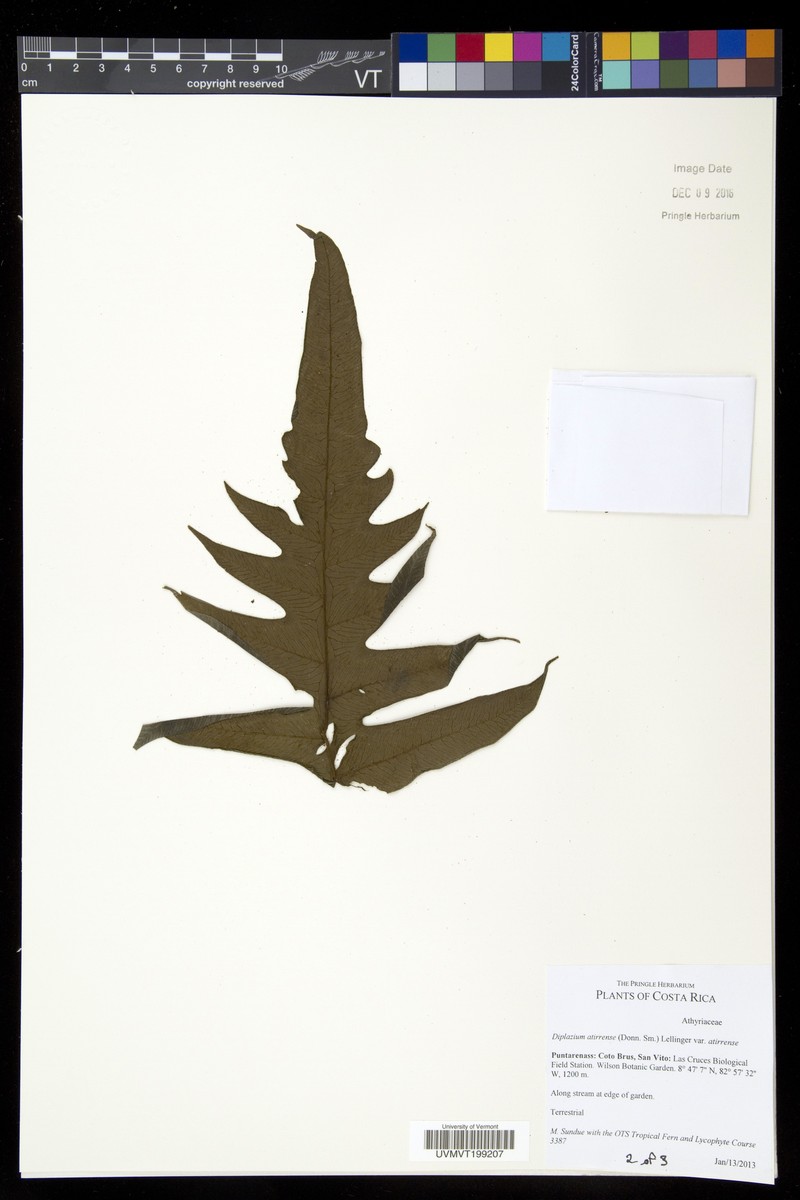 Diplazium atirrense var. atirrense photo 3