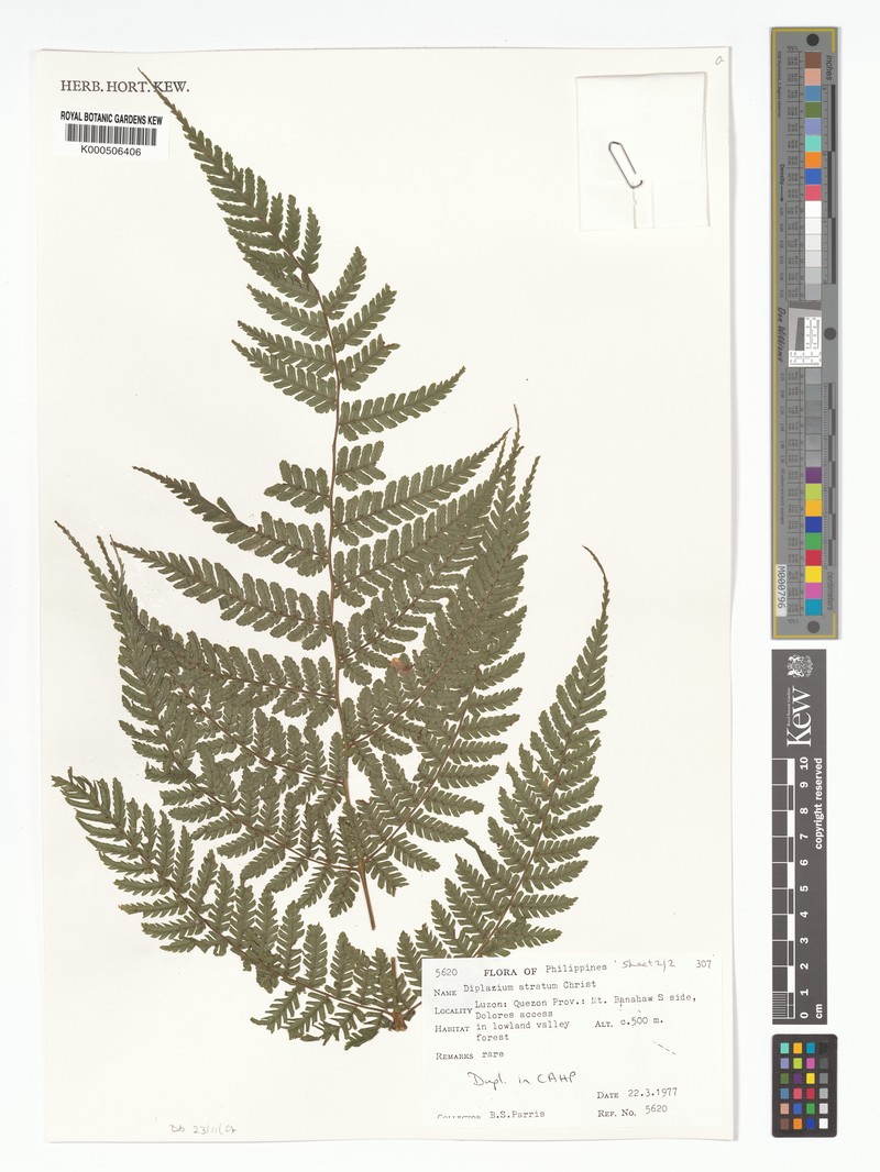 Diplazium atratum