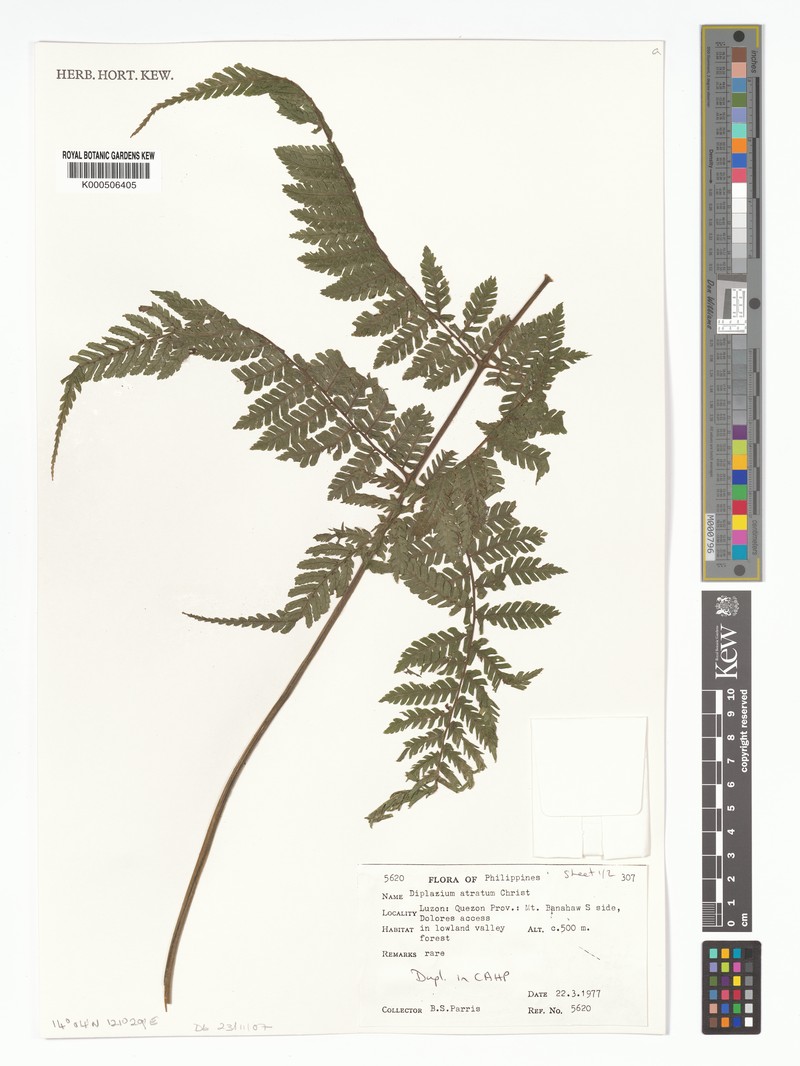 Diplazium atratum photo 2