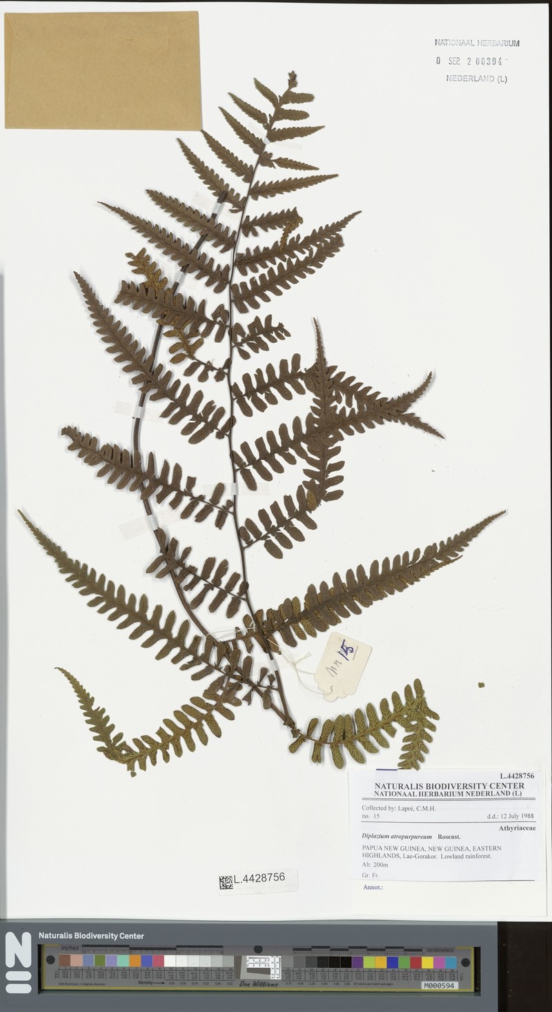 Diplazium atropurpureum