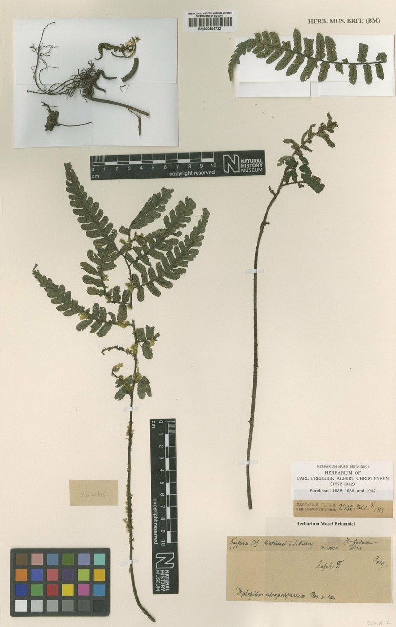 Diplazium atropurpureum photo 2