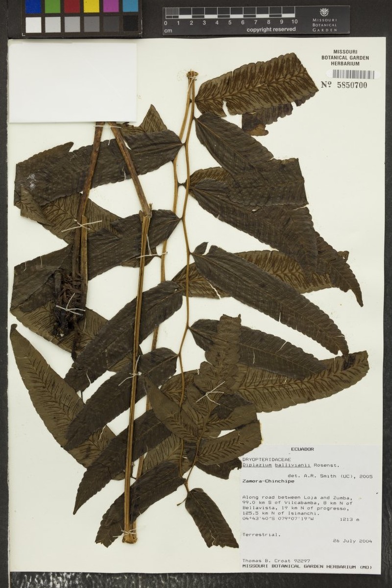 Diplazium balliviani photo 2
