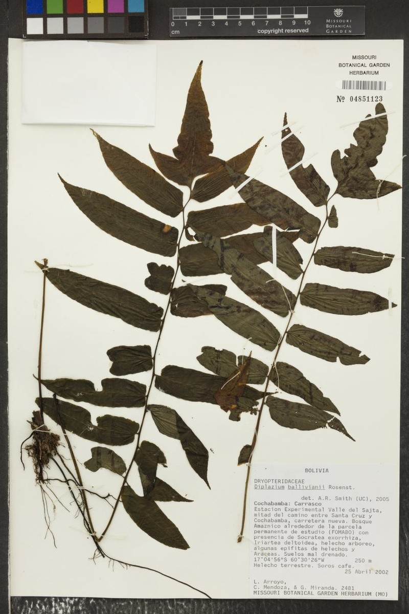 Diplazium balliviani photo 3