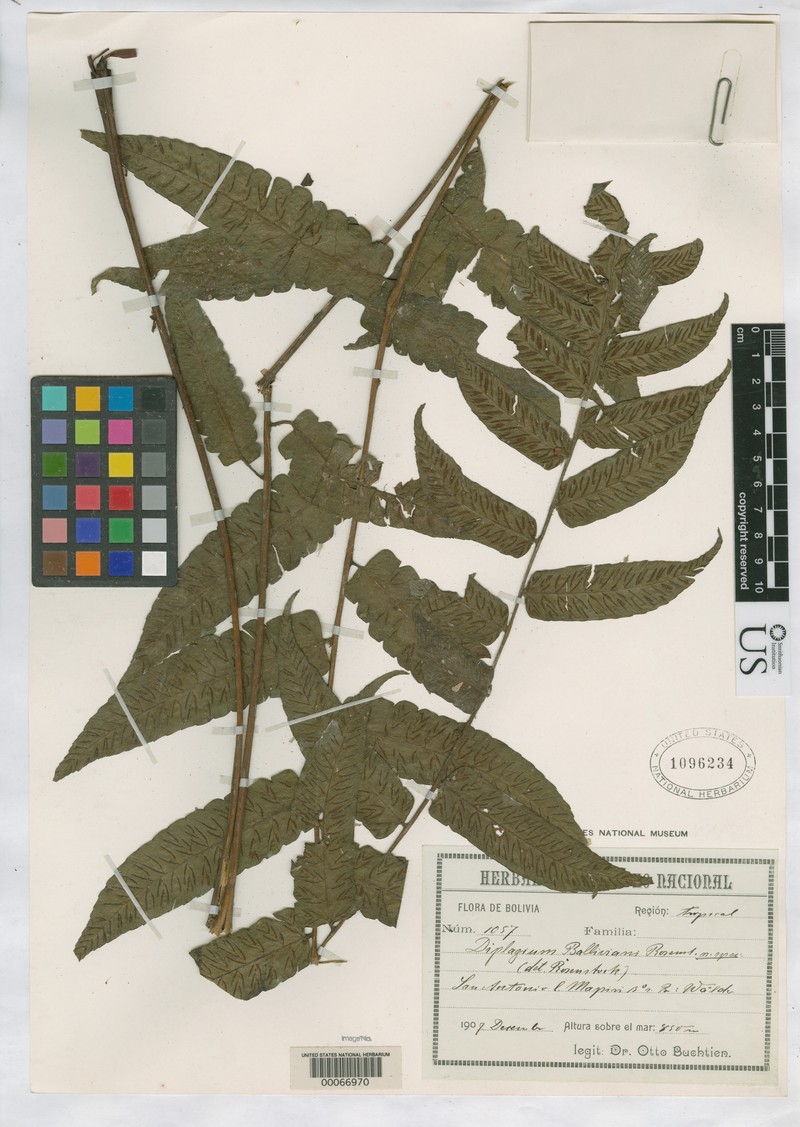 Diplazium balliviani
