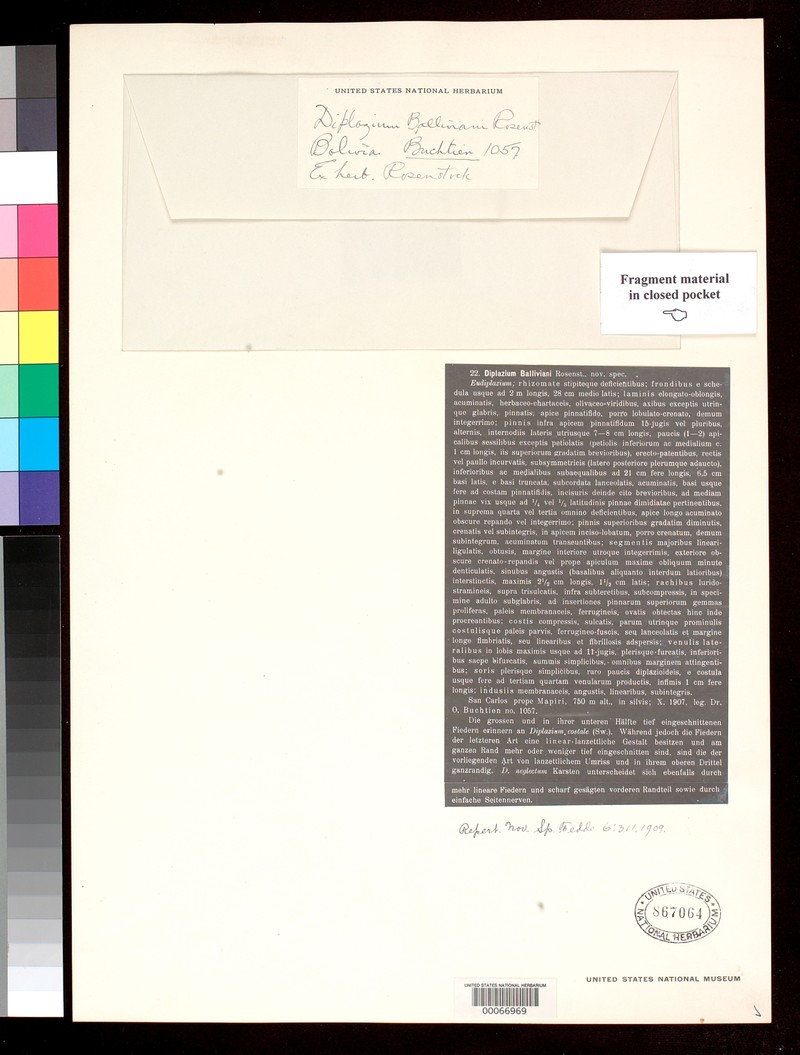 Diplazium balliviani photo 4