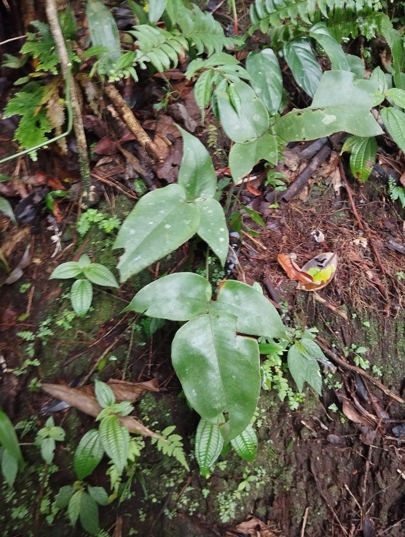 Diplazium bantamense photo 3