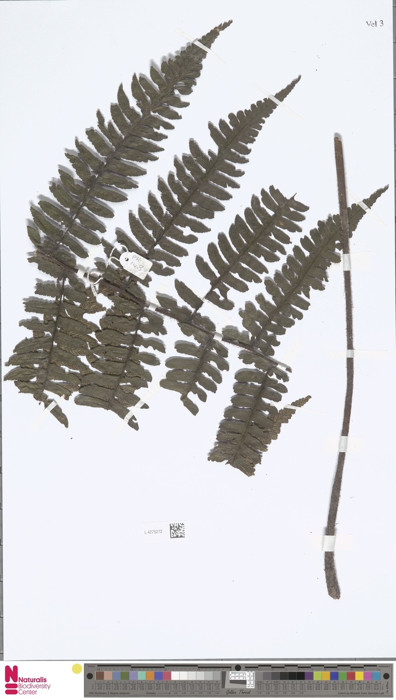 Diplazium barbatum