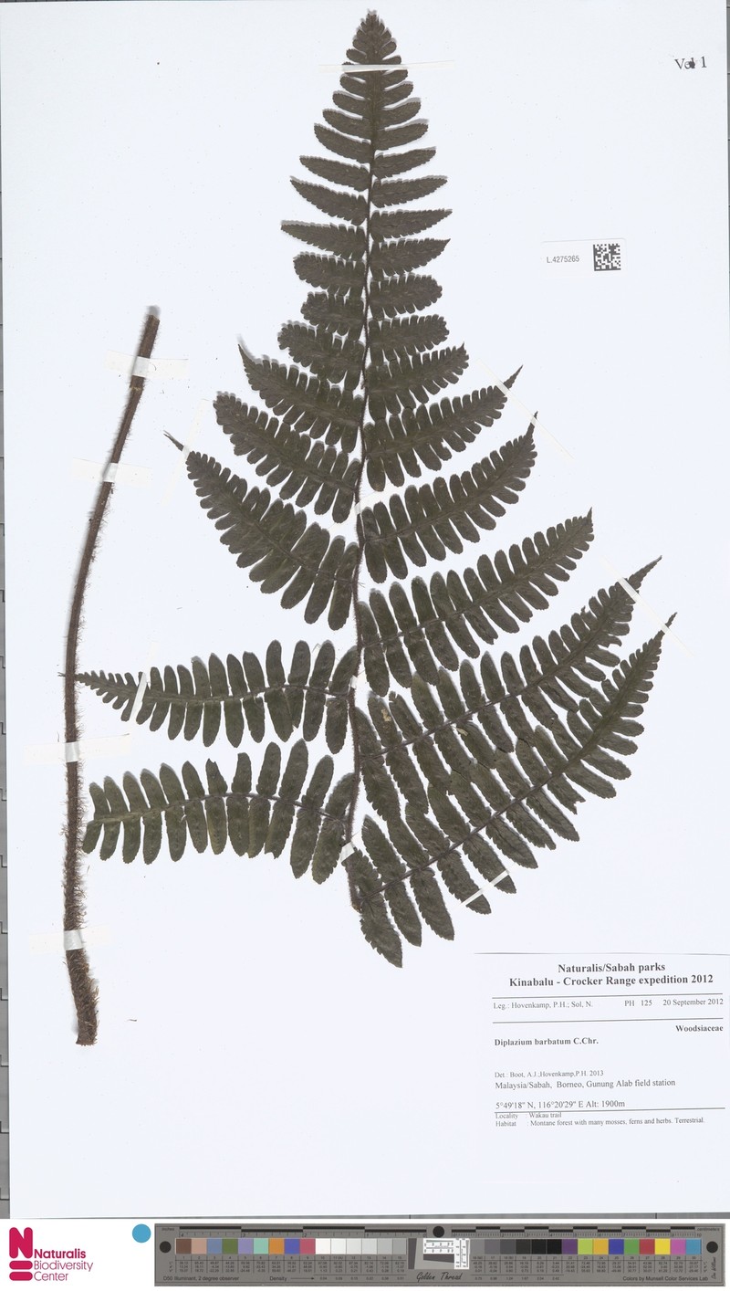 Diplazium barbatum photo 3