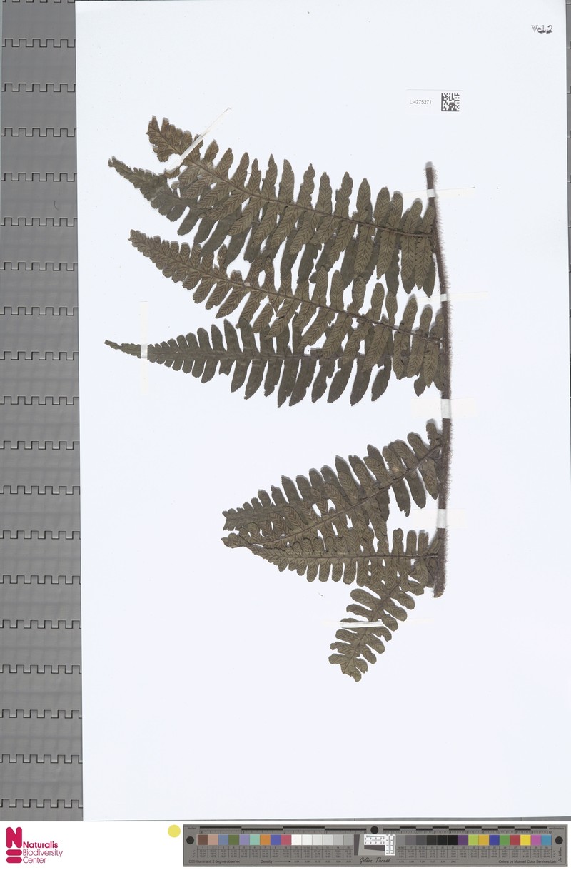 Diplazium barbatum photo 4