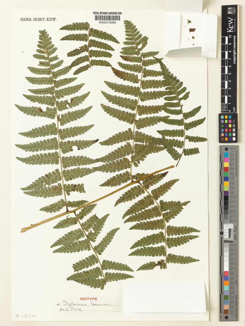 Diplazium barisanicum