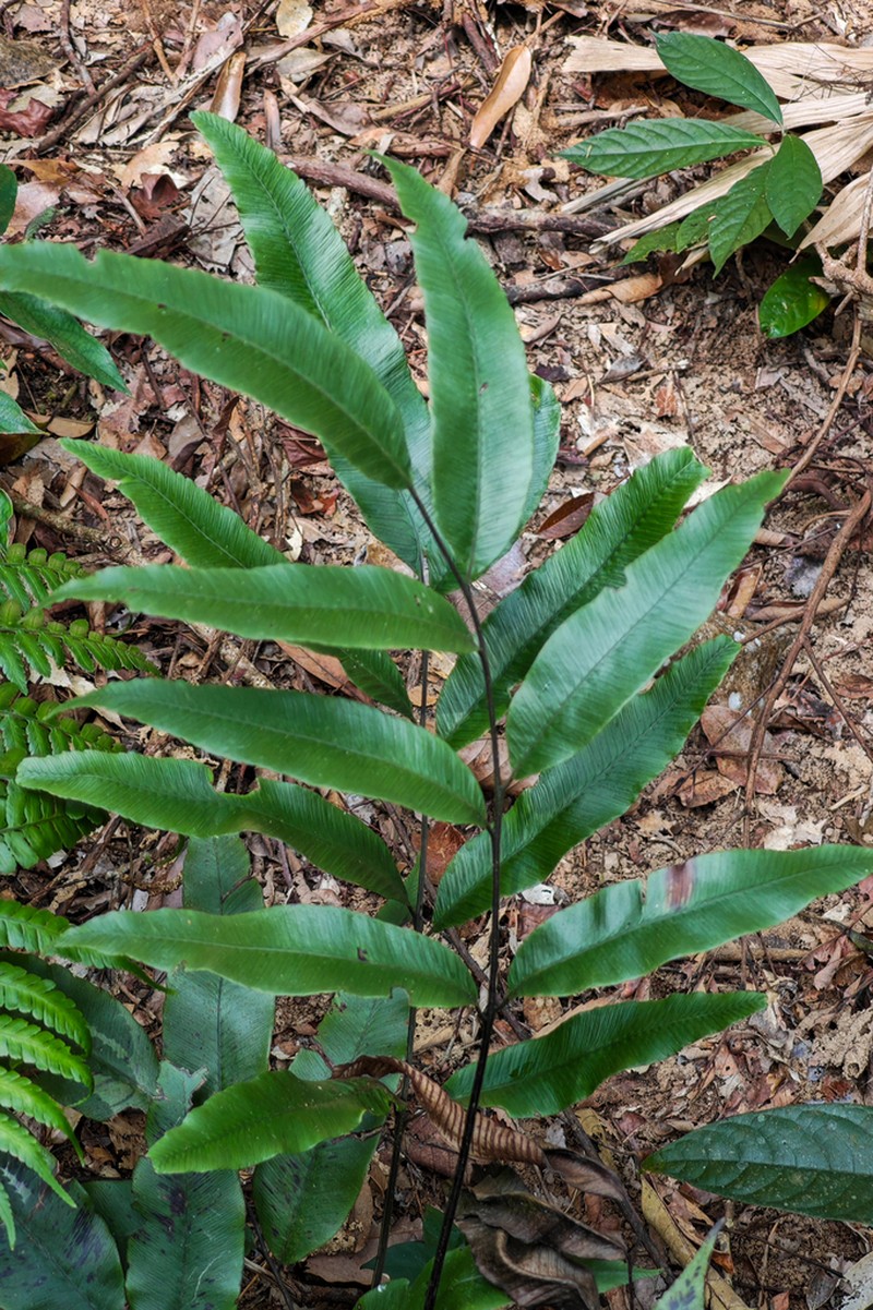 Diplazium basahense