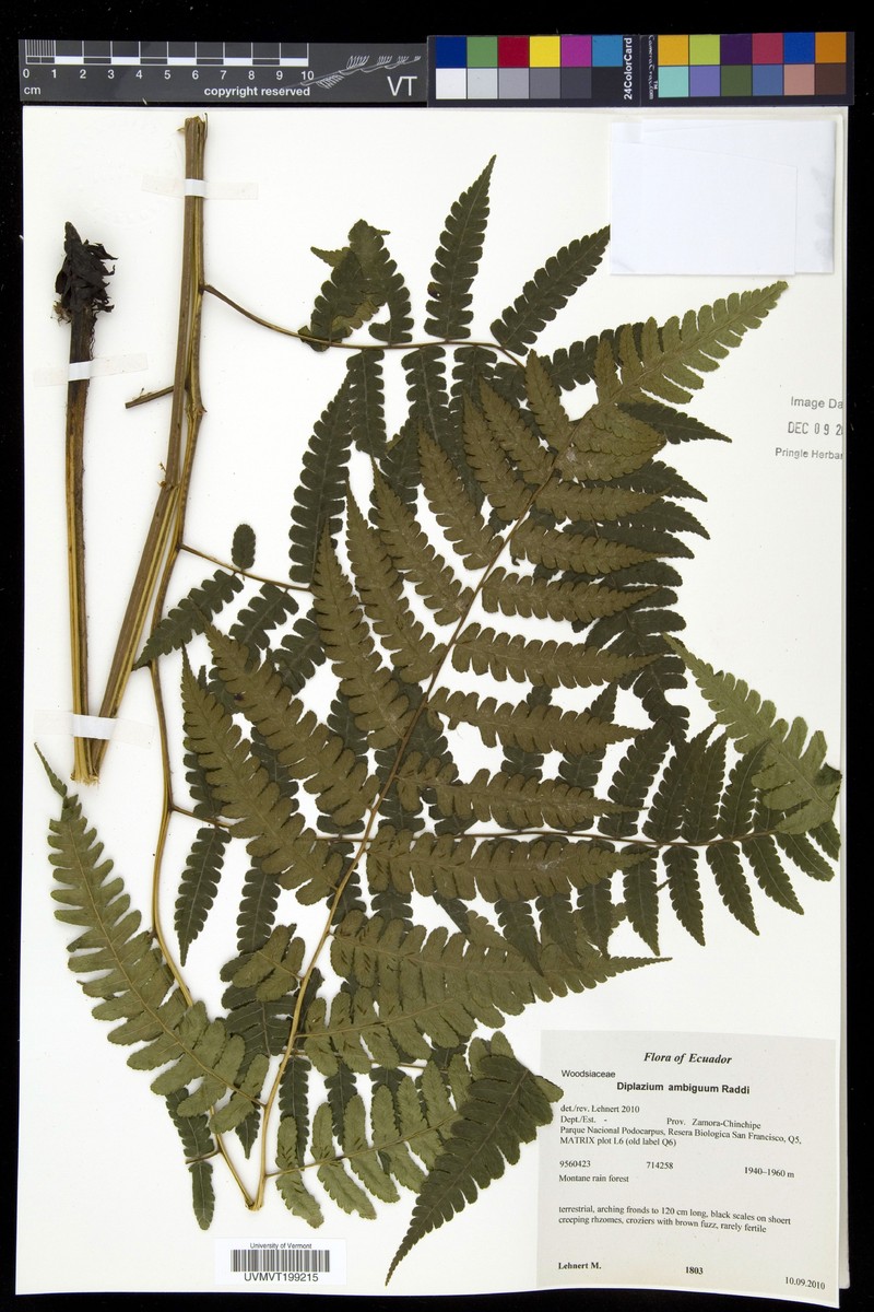 Diplazium bicolor