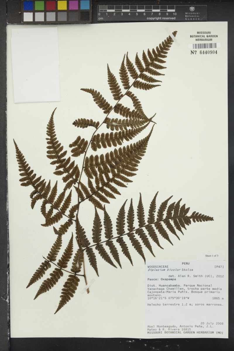 Diplazium bicolor photo 2