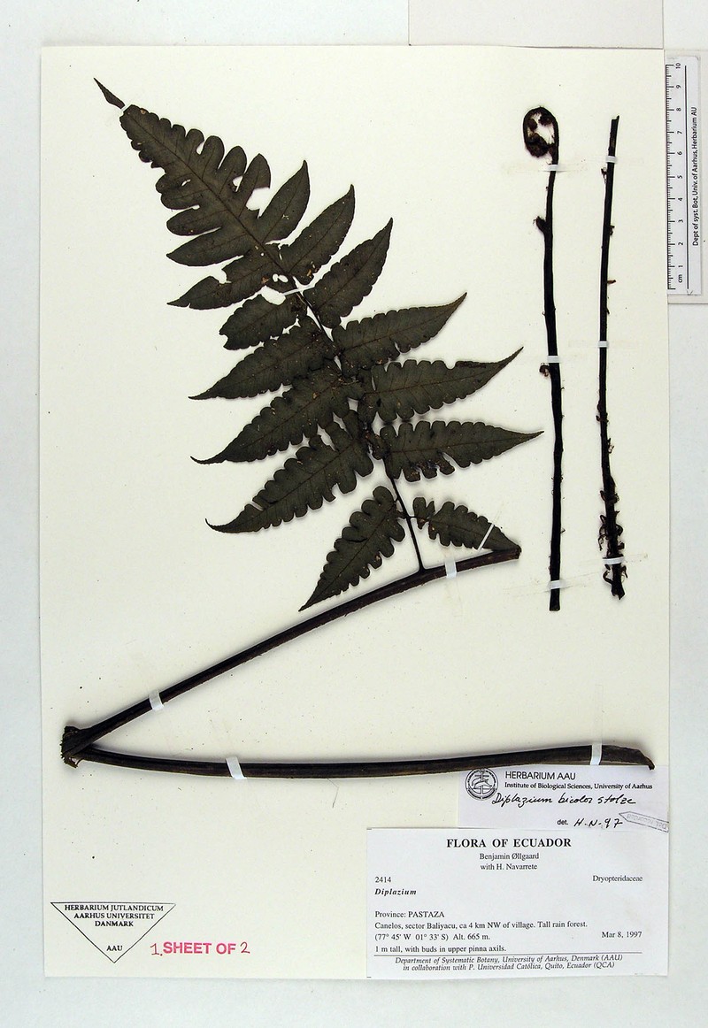 Diplazium bicolor photo 3